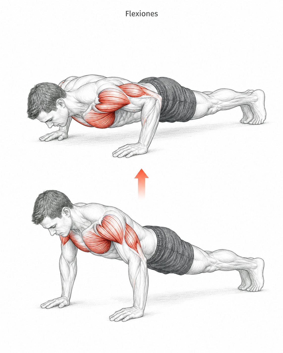 Flexiones lastradas o normales